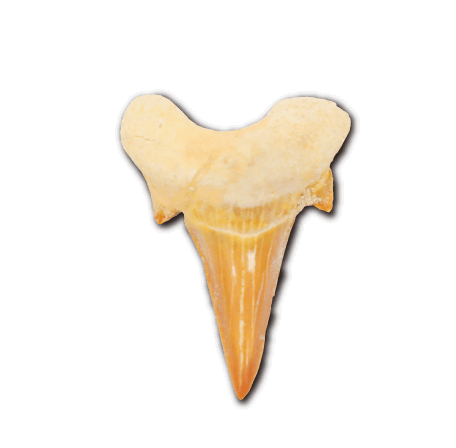 オトドゥスの歯