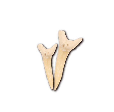 古代ザメ類の歯